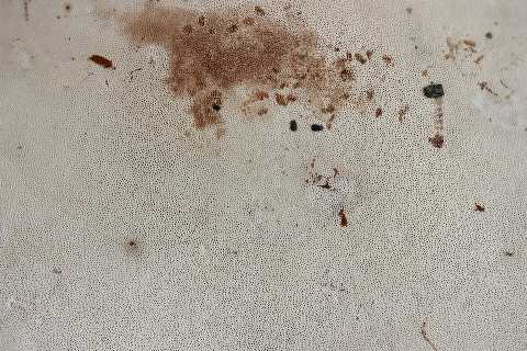 Ganoderma australe? (Ganoderma adspersum)